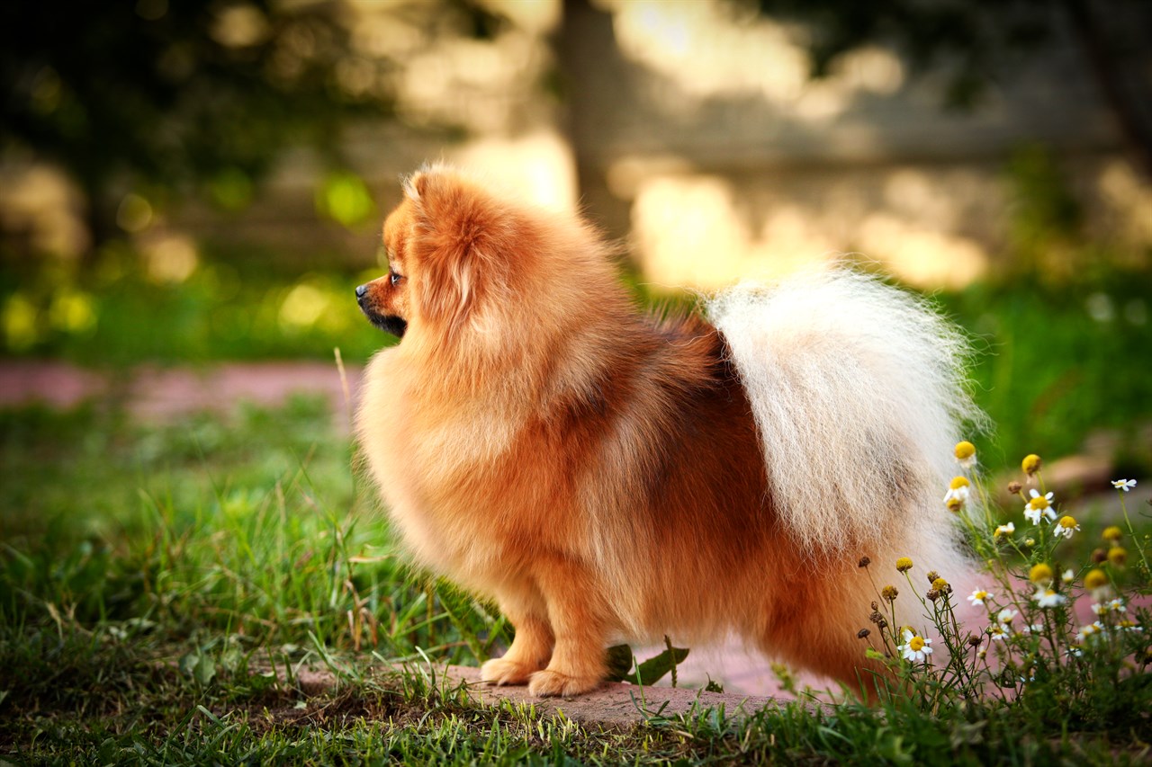 Side view of Pomeranian Dog standing outdoor