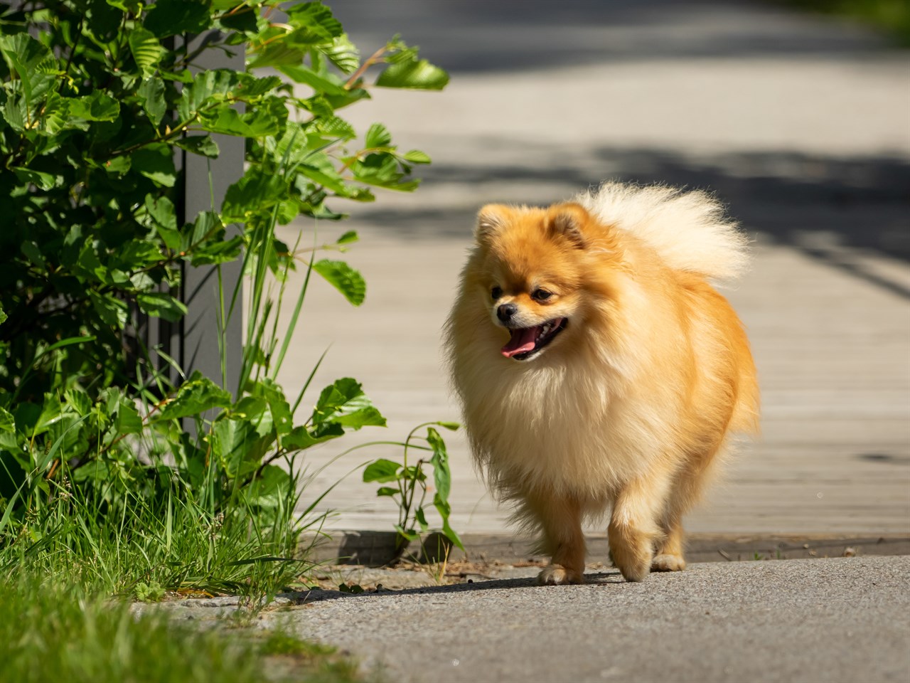 Pomeranian Dog enjoy walking on the side of the road