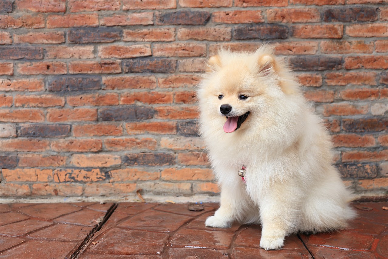 Pomeranian Dog standing next to a brick wall smiling