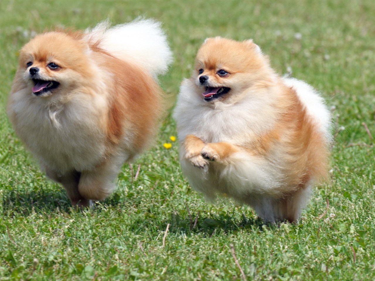 Two Pomeranian Dogs running together on a sunny day