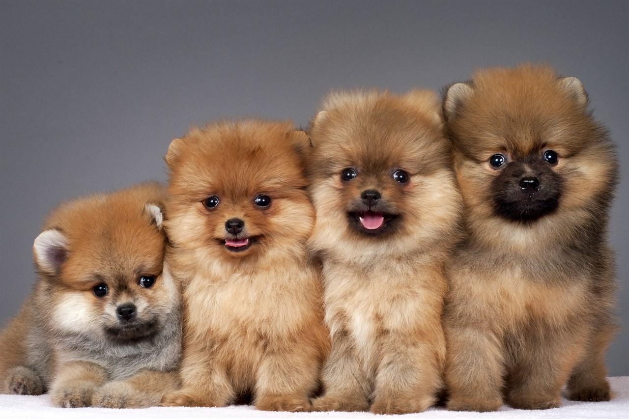 Four Pomeranian Puppies standing side to side with grey background