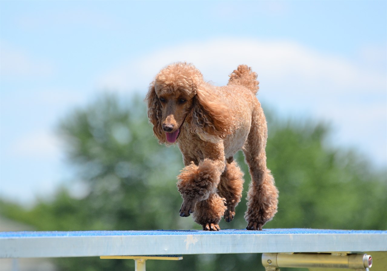 Brown Poodle Miniature Dog running on dog agility bridge