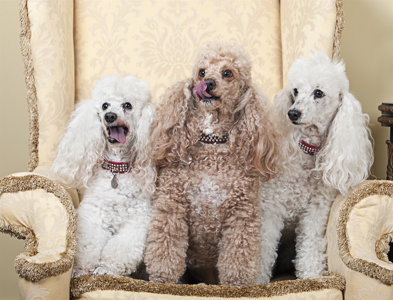 Three Poodle Miniature Puppy standing together on a beautiful wingback chair