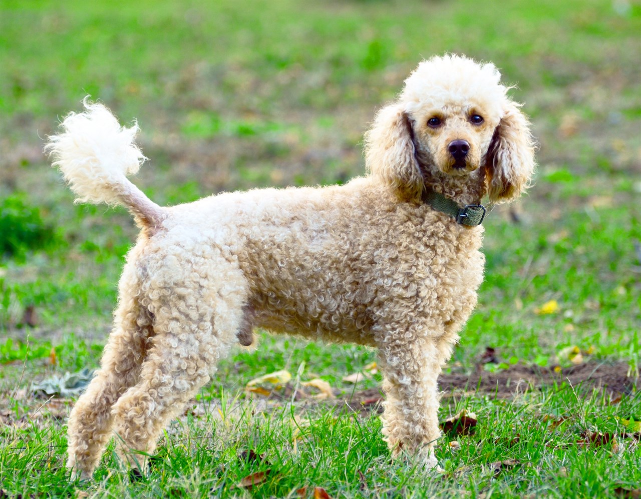 Beige Poodle Standard Dog standing on a grass looking at camera