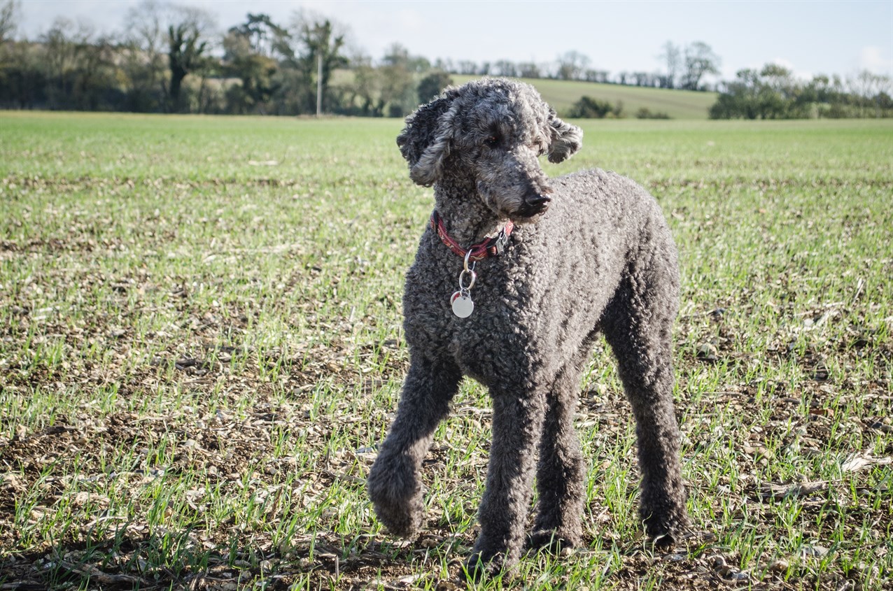 Poodle Standard Dog standing on a beautitul field