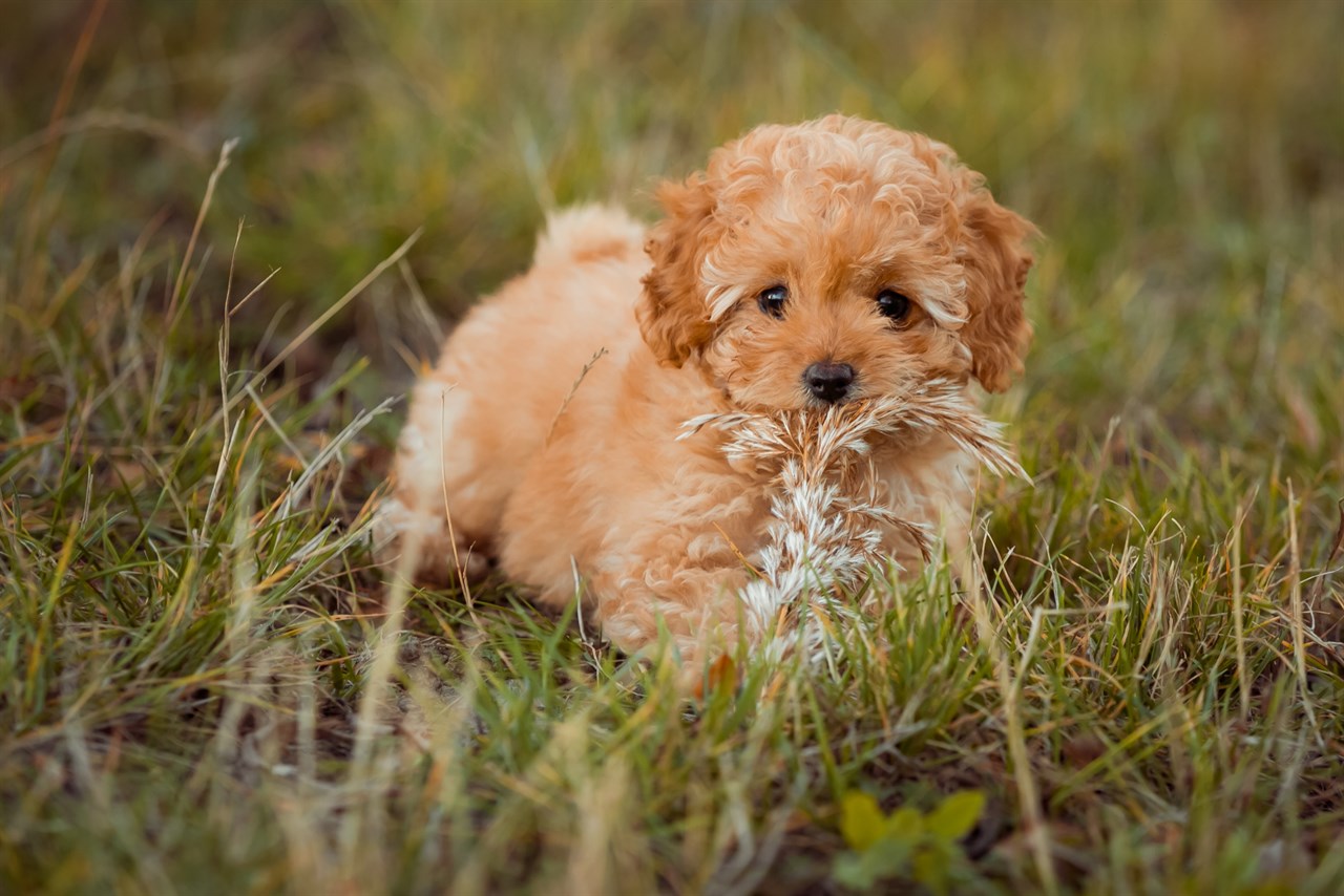 Adorable Poodle Standard Puppy standing on tall grass looking at camera