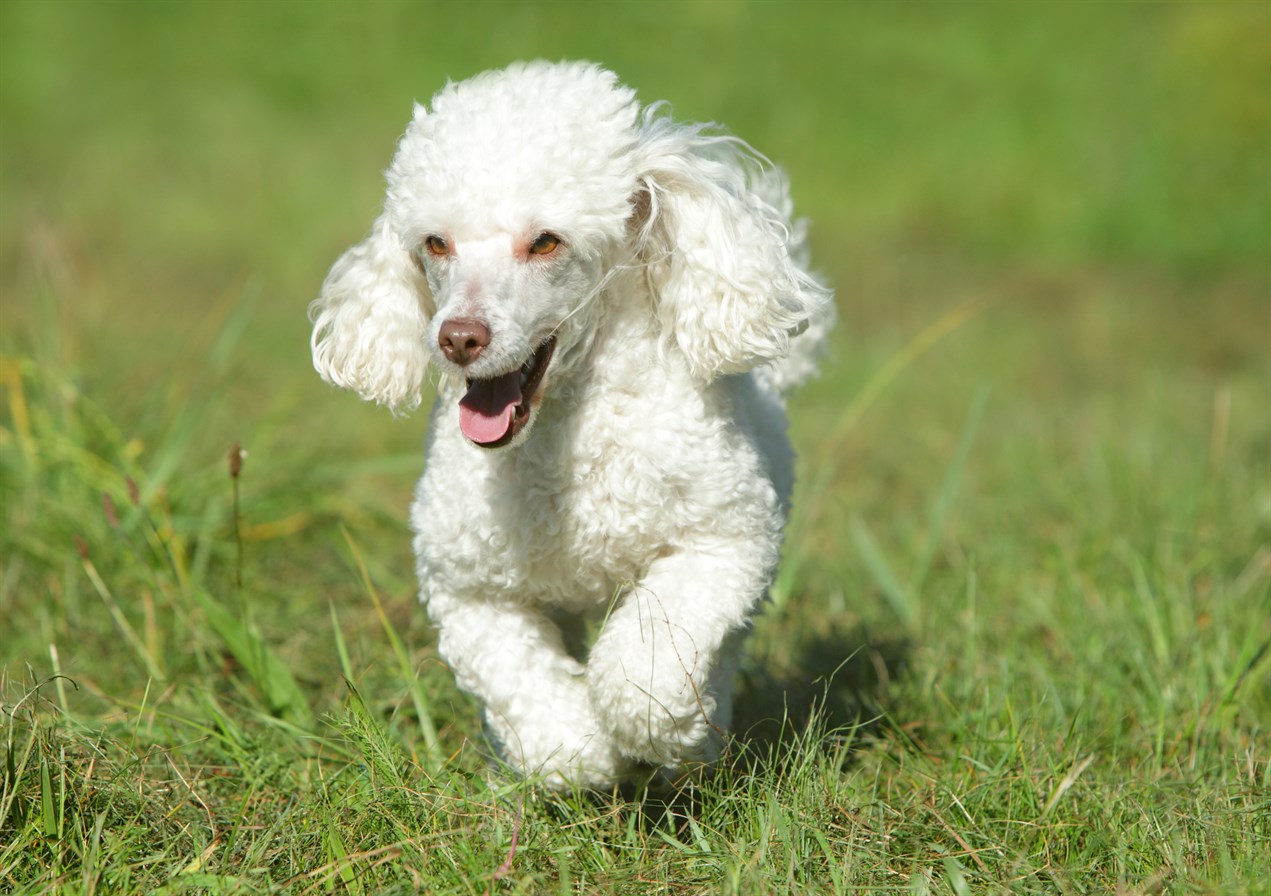 White Poodle Toy Dog running on tall green grass