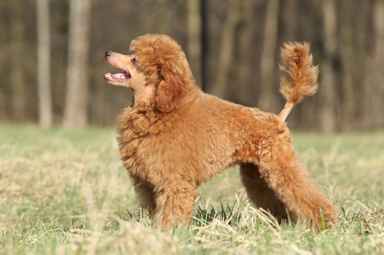 Side view of brown Poodle Toy Dog standing on grass field