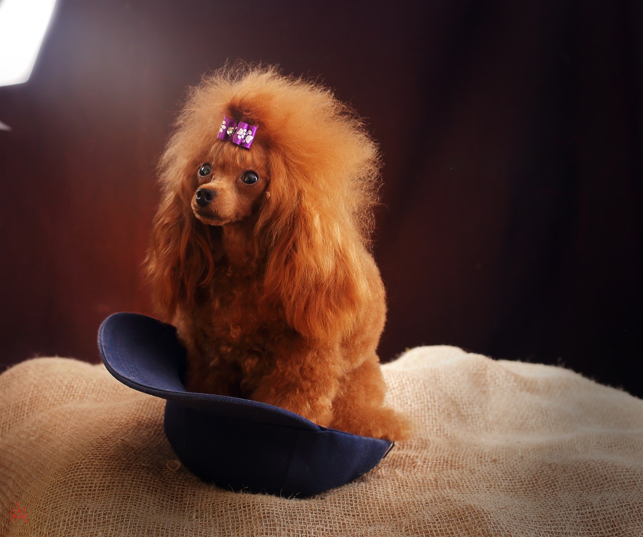 Well groomed Poodle Toy Dog standing in photo studio