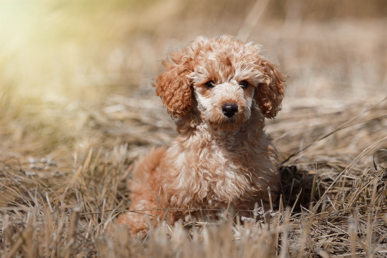 Cute Poodle Toy Puppy lying on its belly on top of dried grass