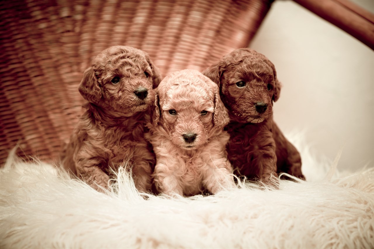 Three Poodle Toy Puppies standing on white fluffy carpet indoor