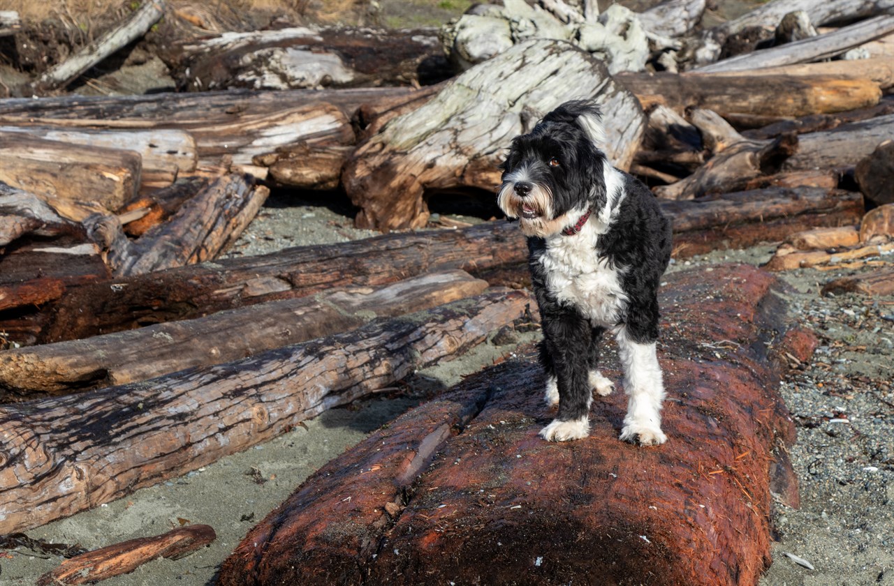 Portuguese Water Dog standing on a tree log