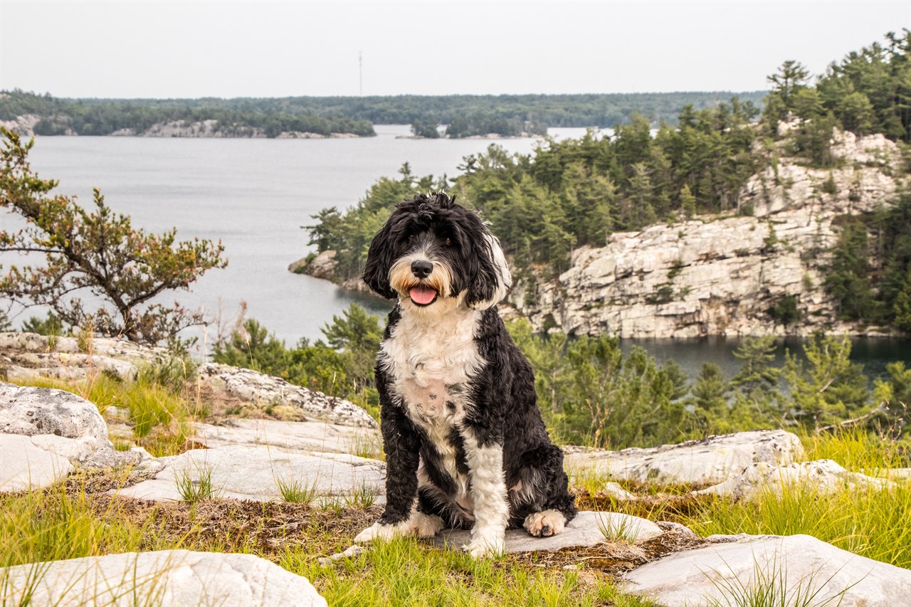 Portuguese Water Dog standing on a cliff near beautiful lake