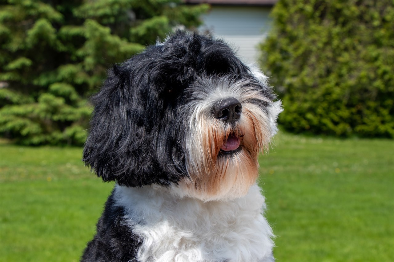 Close up view Portuguese Water Dog face standing in between pine tree