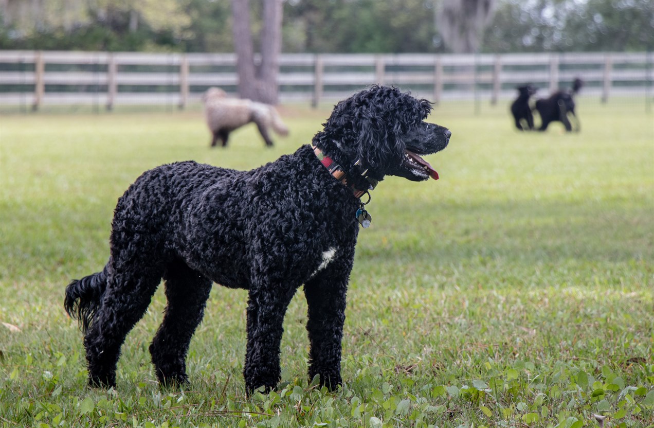 Black Portuguese Water Dog standing on green field with other dog