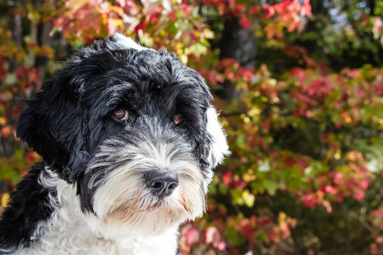 Close up view of Portuguese Water Dog face looking straight towards camera