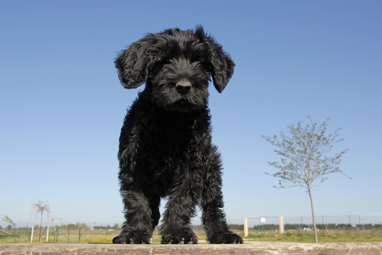 Portuguese Water Dog Puppy standing on top of a table with blue sky background