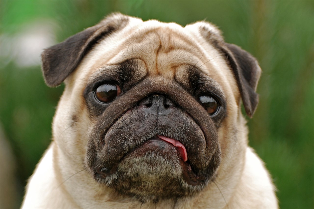 Close up view of Pug Dog face looking at camera