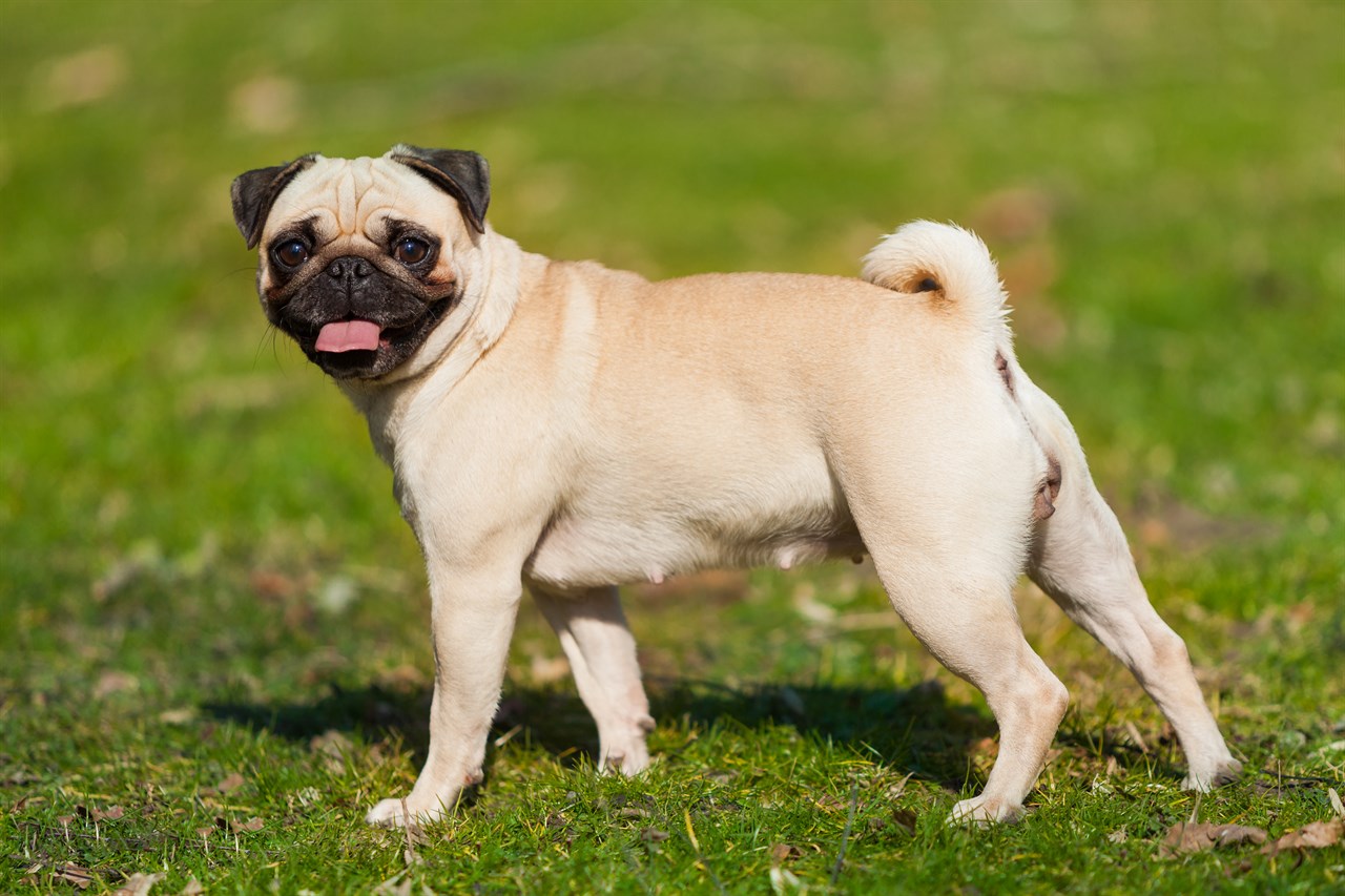 Pug Dog standing on green grass smiling towards camera