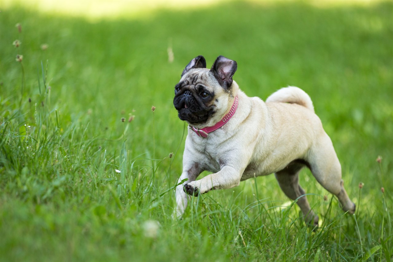 Pug Dog running on beautiful green grass wearing a red collar