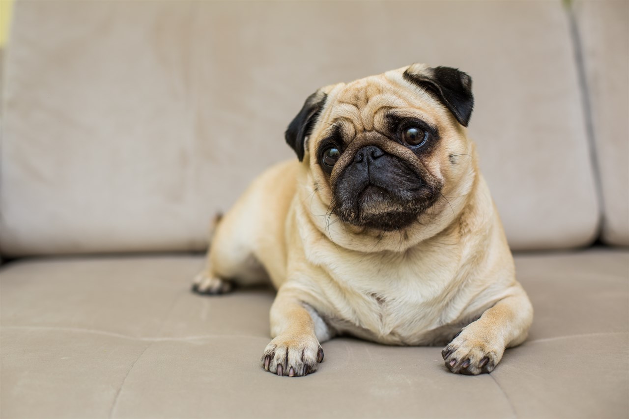 Cute Pug Dog sitting on beige leather sofa