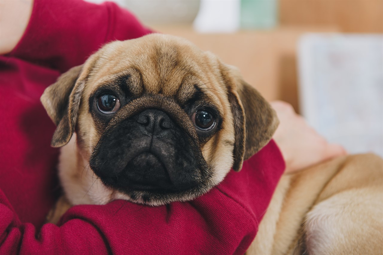 Close up view of Pug Dog sitting on owner lap