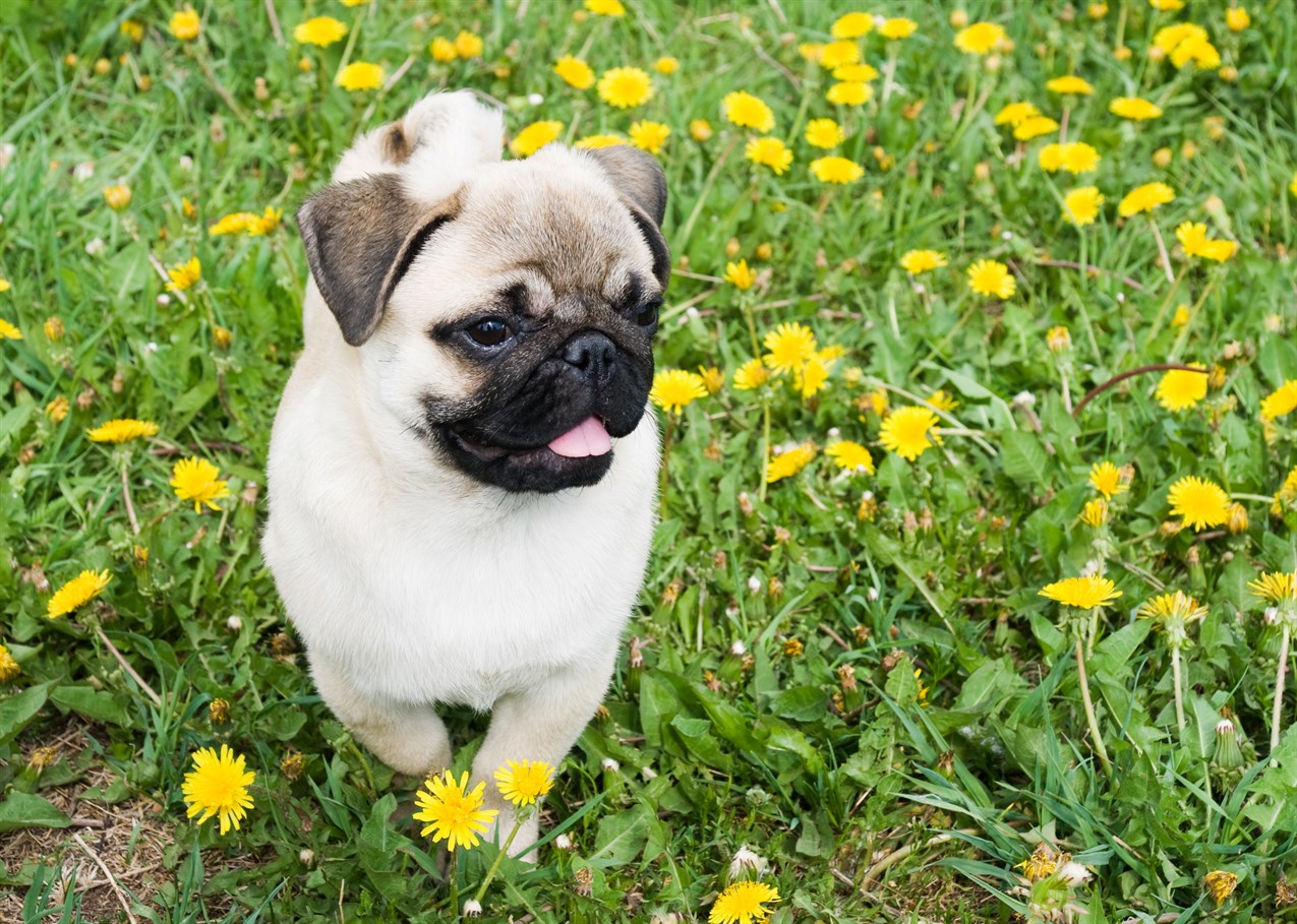 Pug Puppy walking on yellow flower field