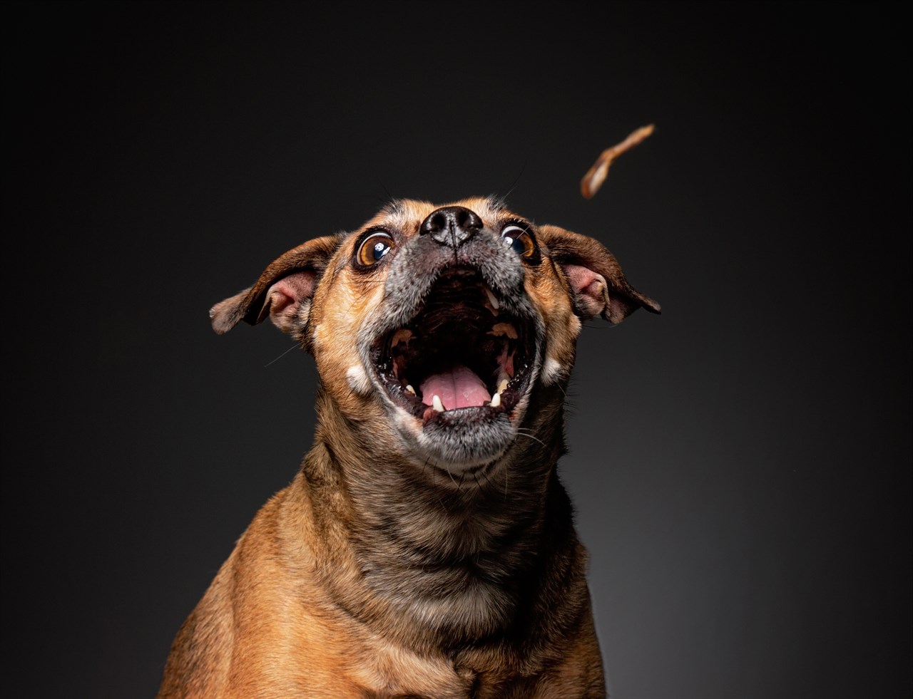 Close up shot of Puggle Dog open its mouth wide with black background