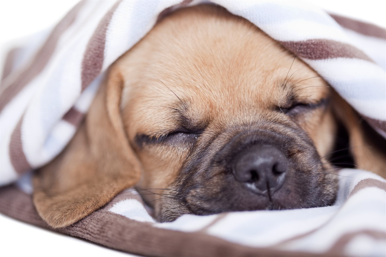 Puggle Puppy sleeping covered with blanket