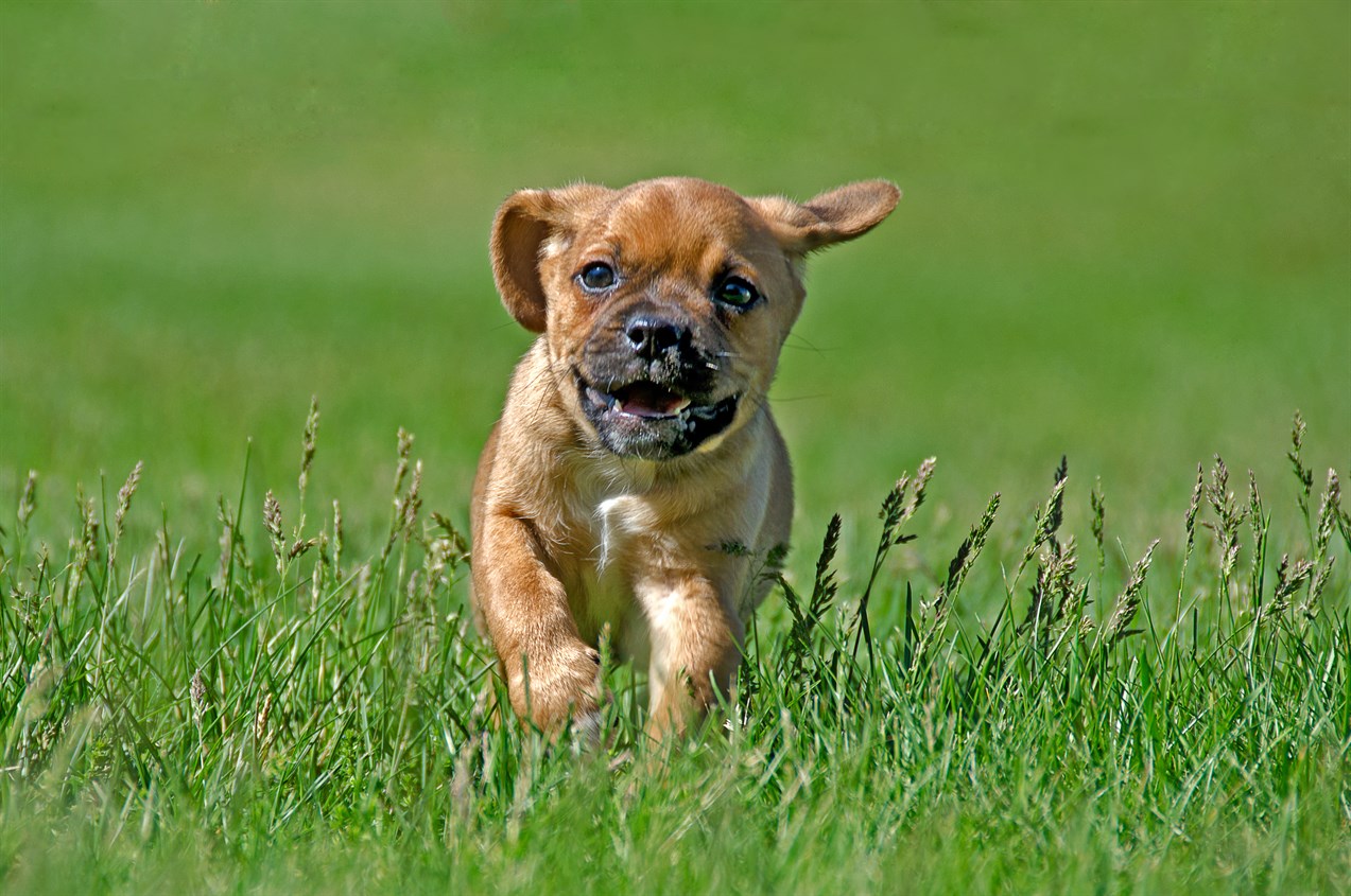 Puggle Puppy running happily enjoying outdoor on sunny day