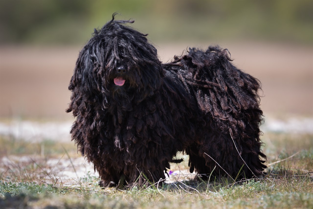 Side view of black Puli Dog standing outdoor on sunny day smiling towards the camera