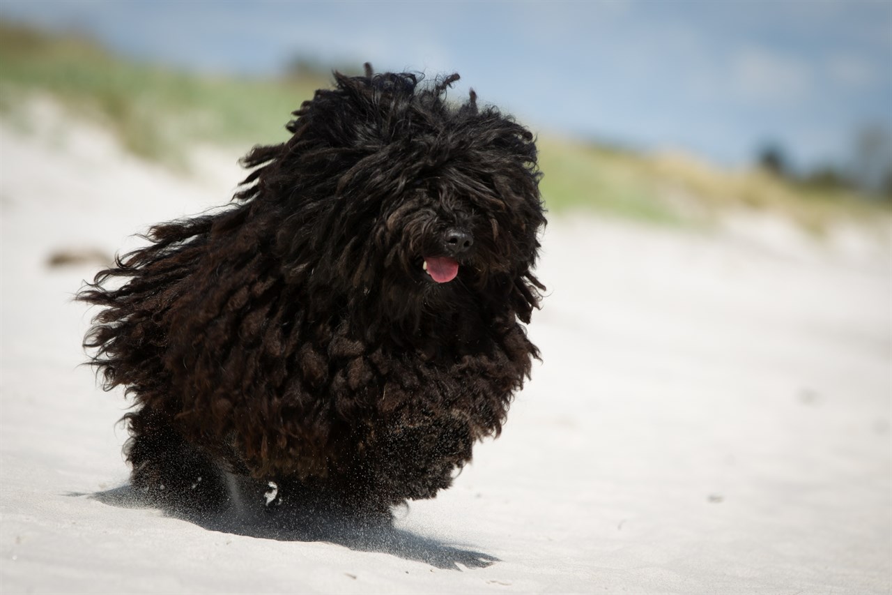 Puli Dog having a good time running on beautiful sandy beach