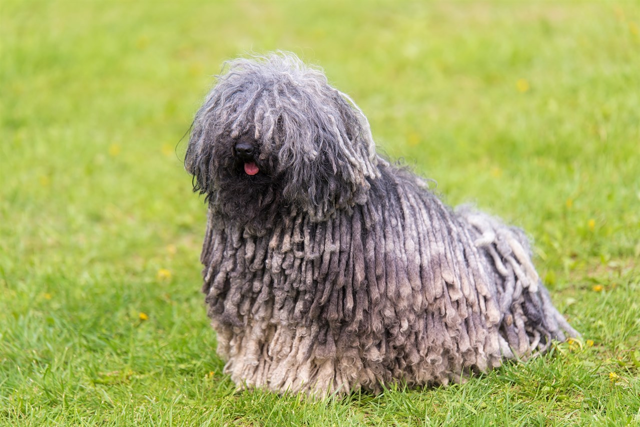 Puli Dog standing on a nice green grass field