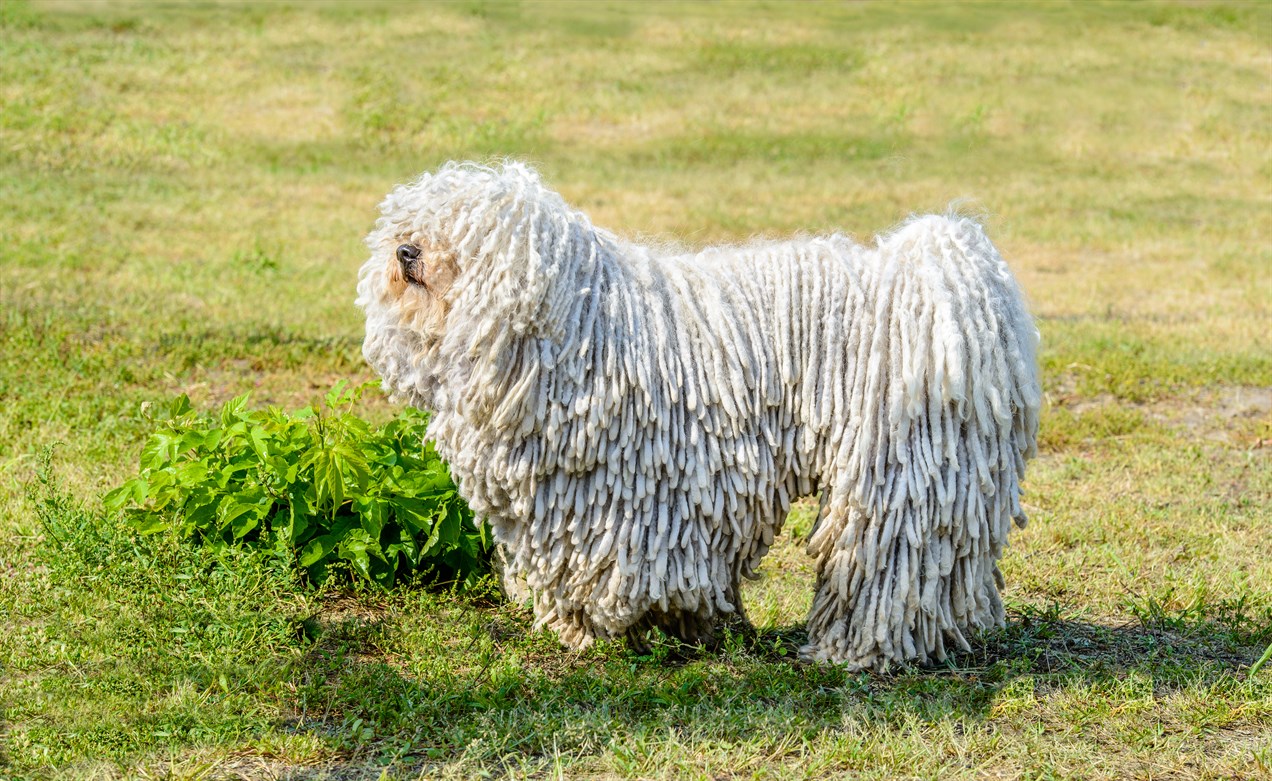 Side view of white Puli Dog standing on grass filed enjoying the day