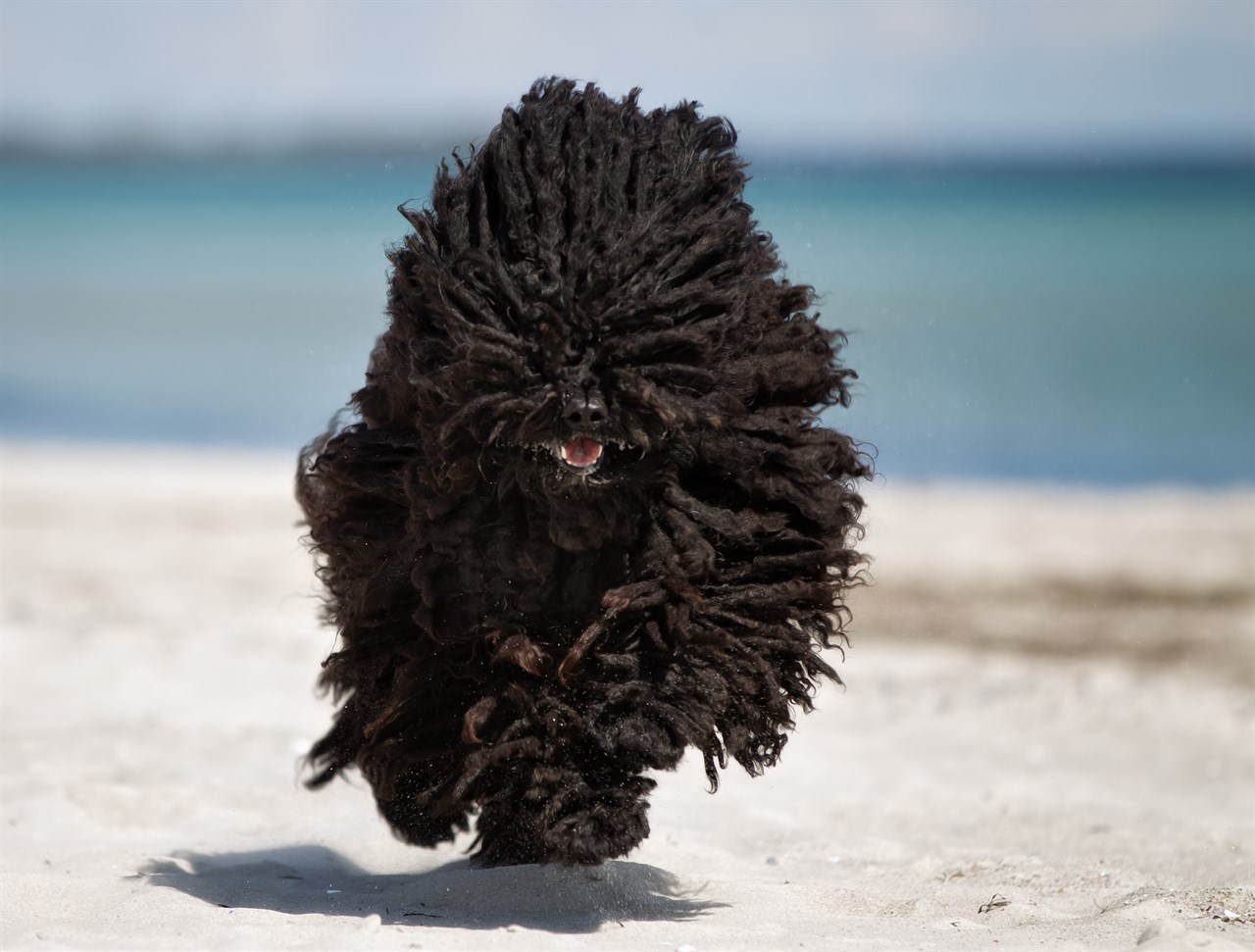 Black Puli Dog enjoy running on white sandy beach