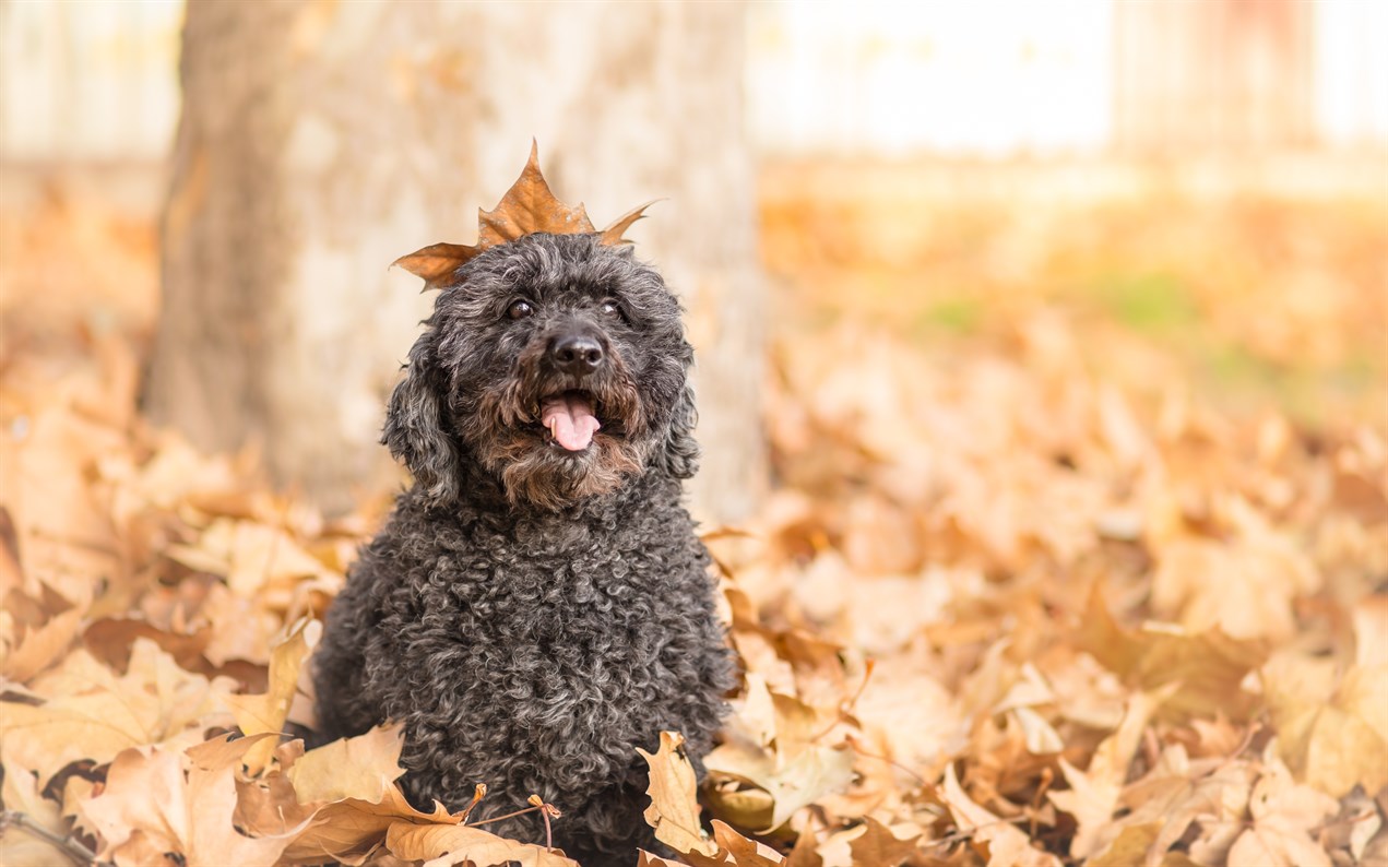 Happy Puli Puppy sitting on top of fallen leaves in during autumn season