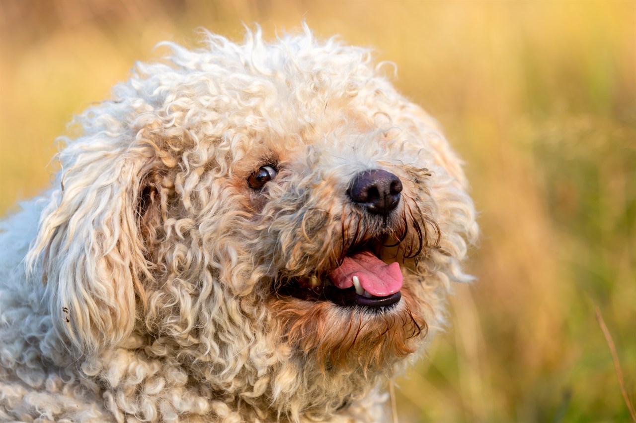 Close up view of Pumi Dog smiling towards the camera