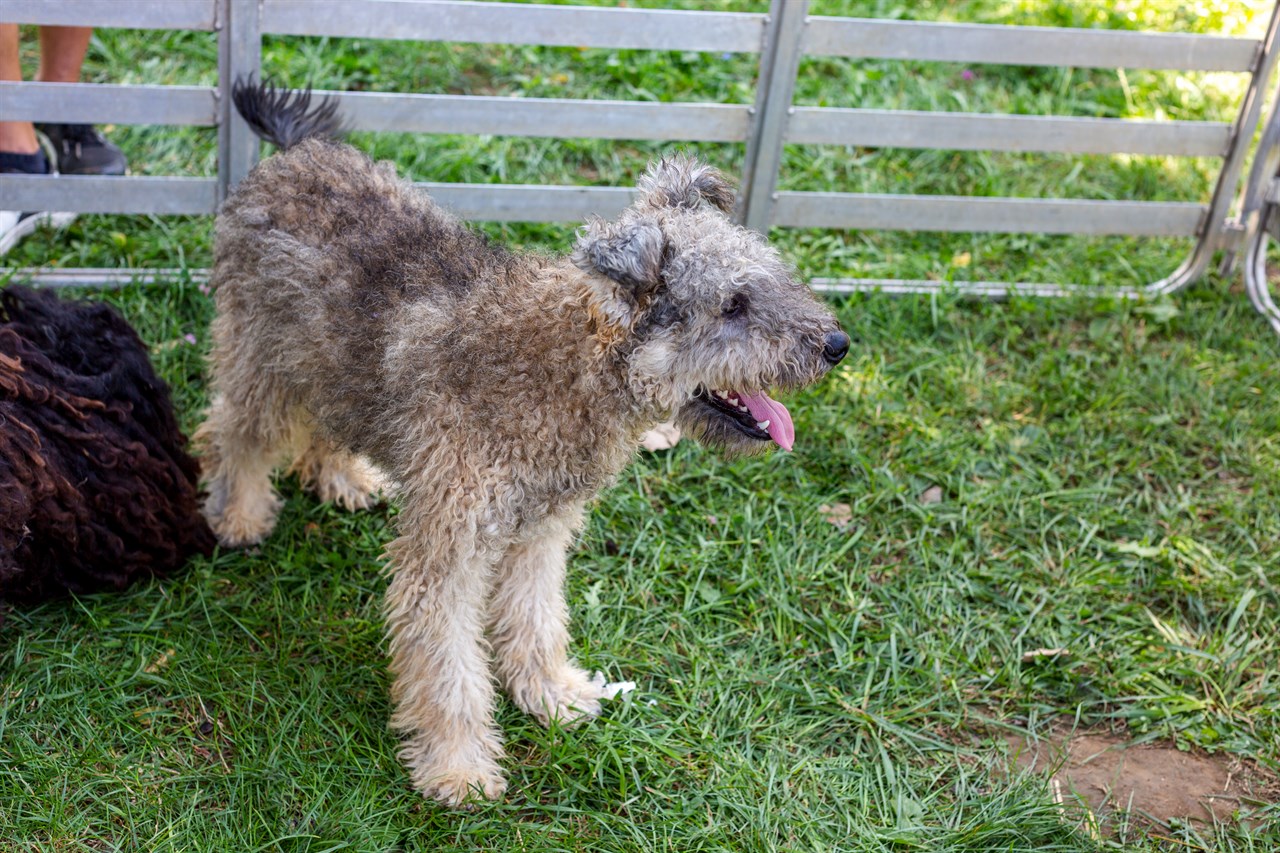 Pumi Dog standing next to metal fence on green grass ground