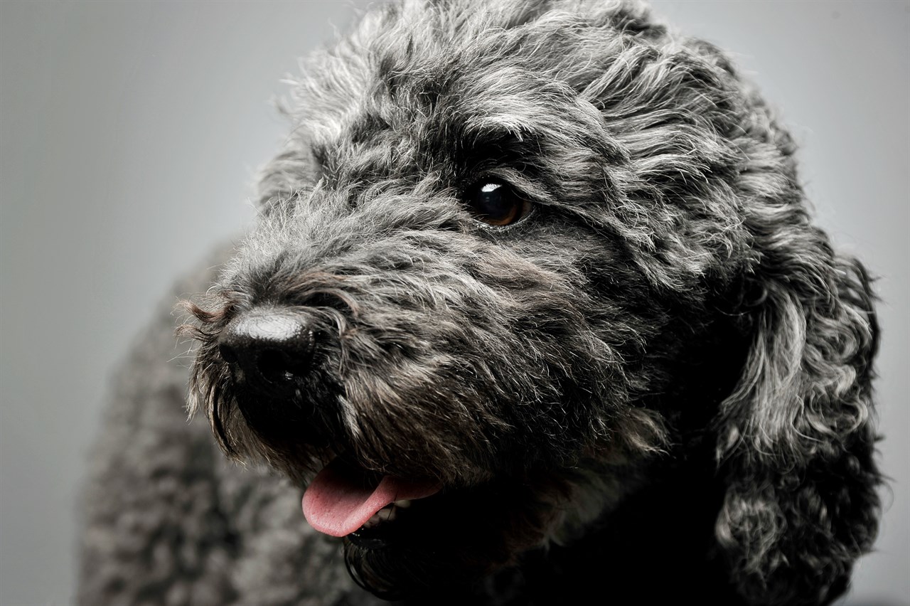 Close up view of black Pumi Dog with grey background