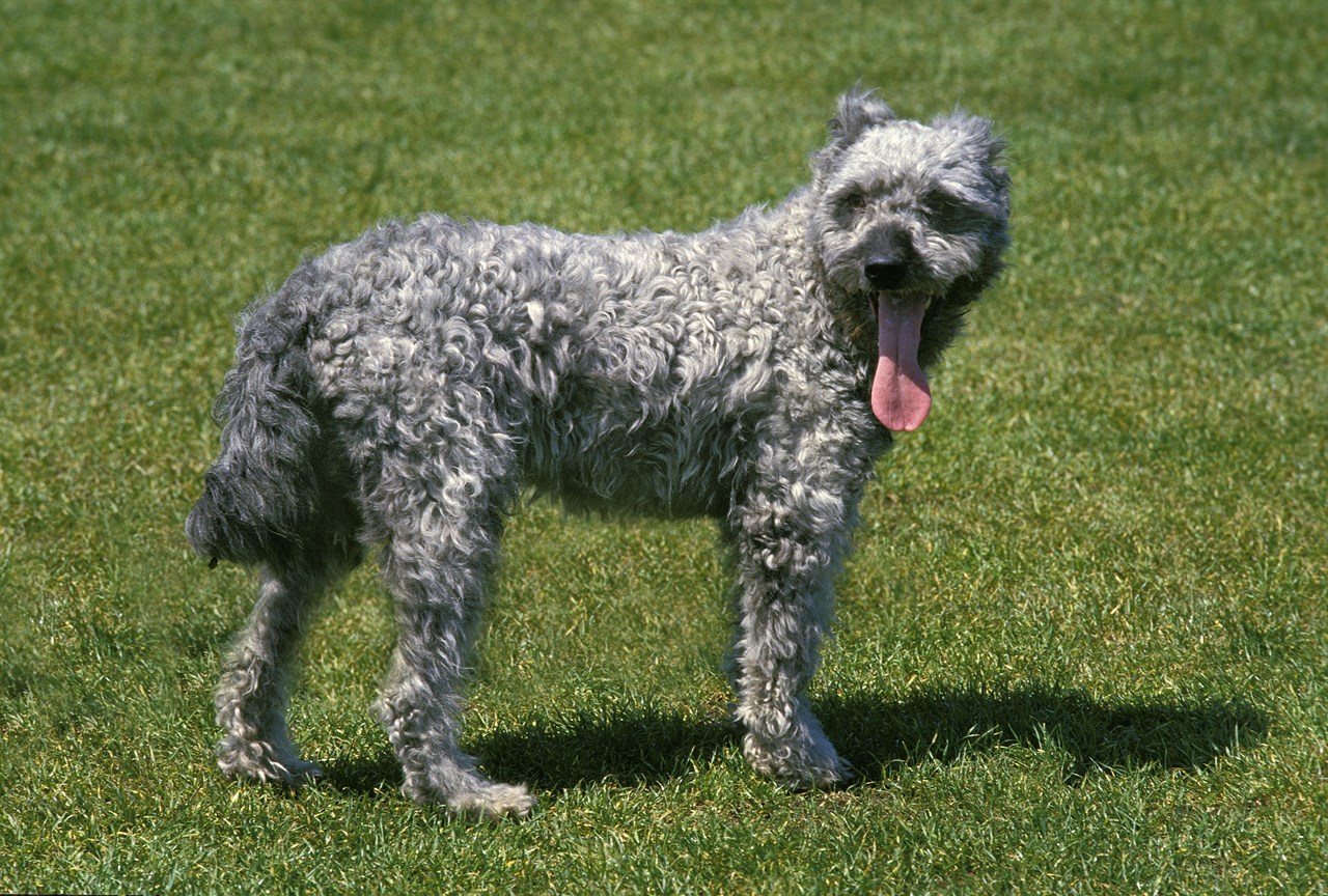 Side view of Pumi Dog smiling wide with its whole tongue sticking out