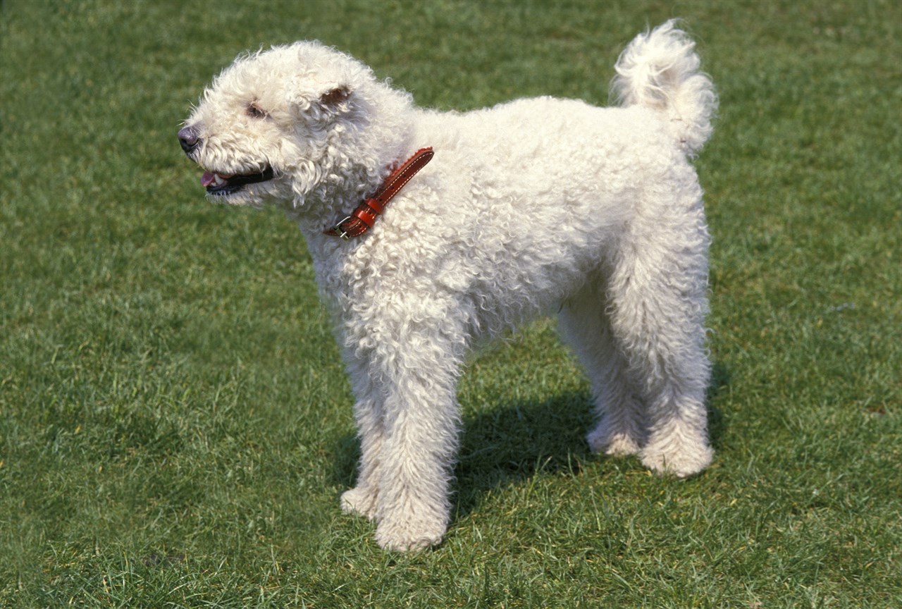 White Pumi Dog standing on green grass wearing red collar