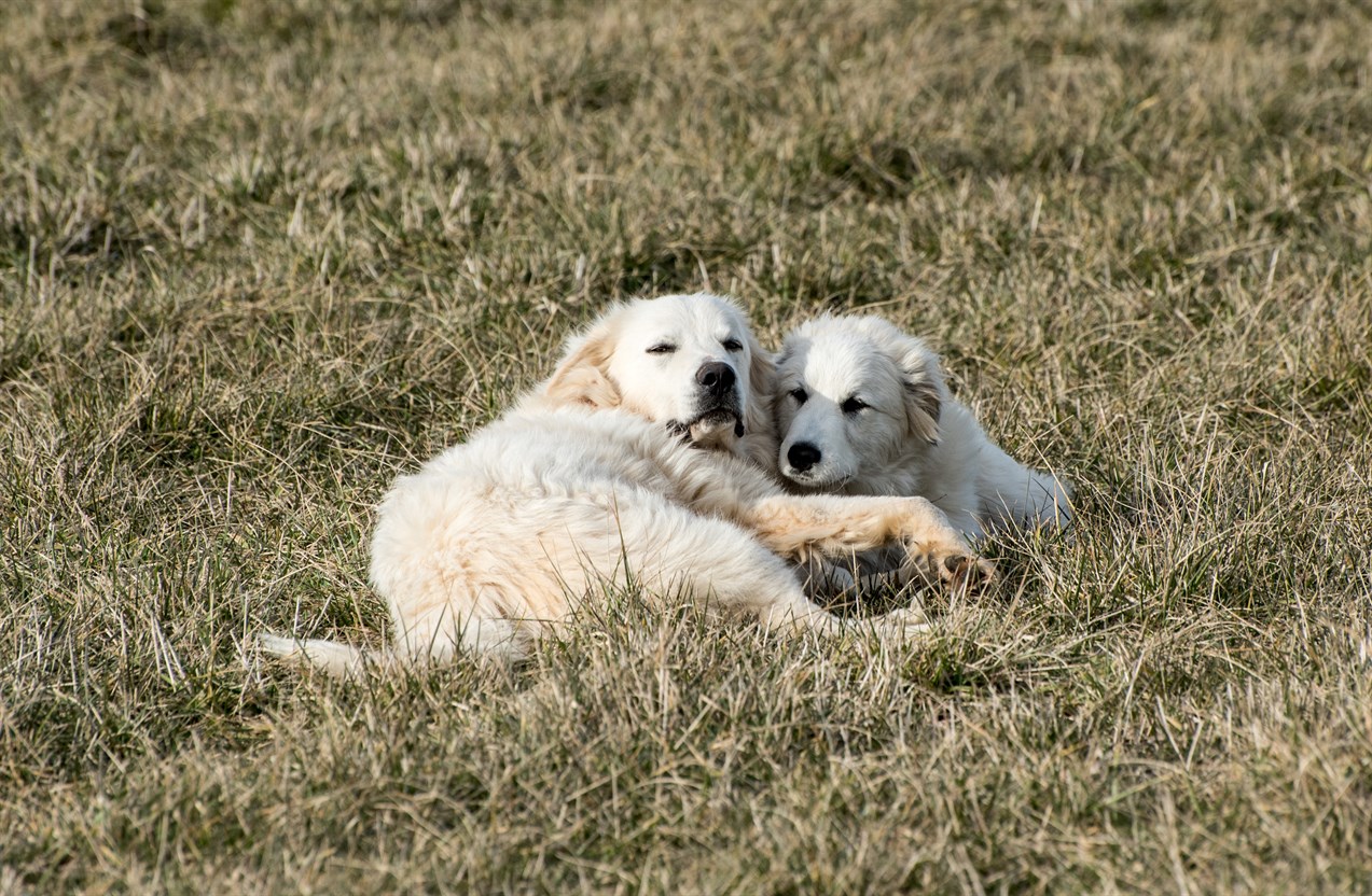 Two Pyrenean Mountain Dogs lying on dried grass field onjoying sunny day