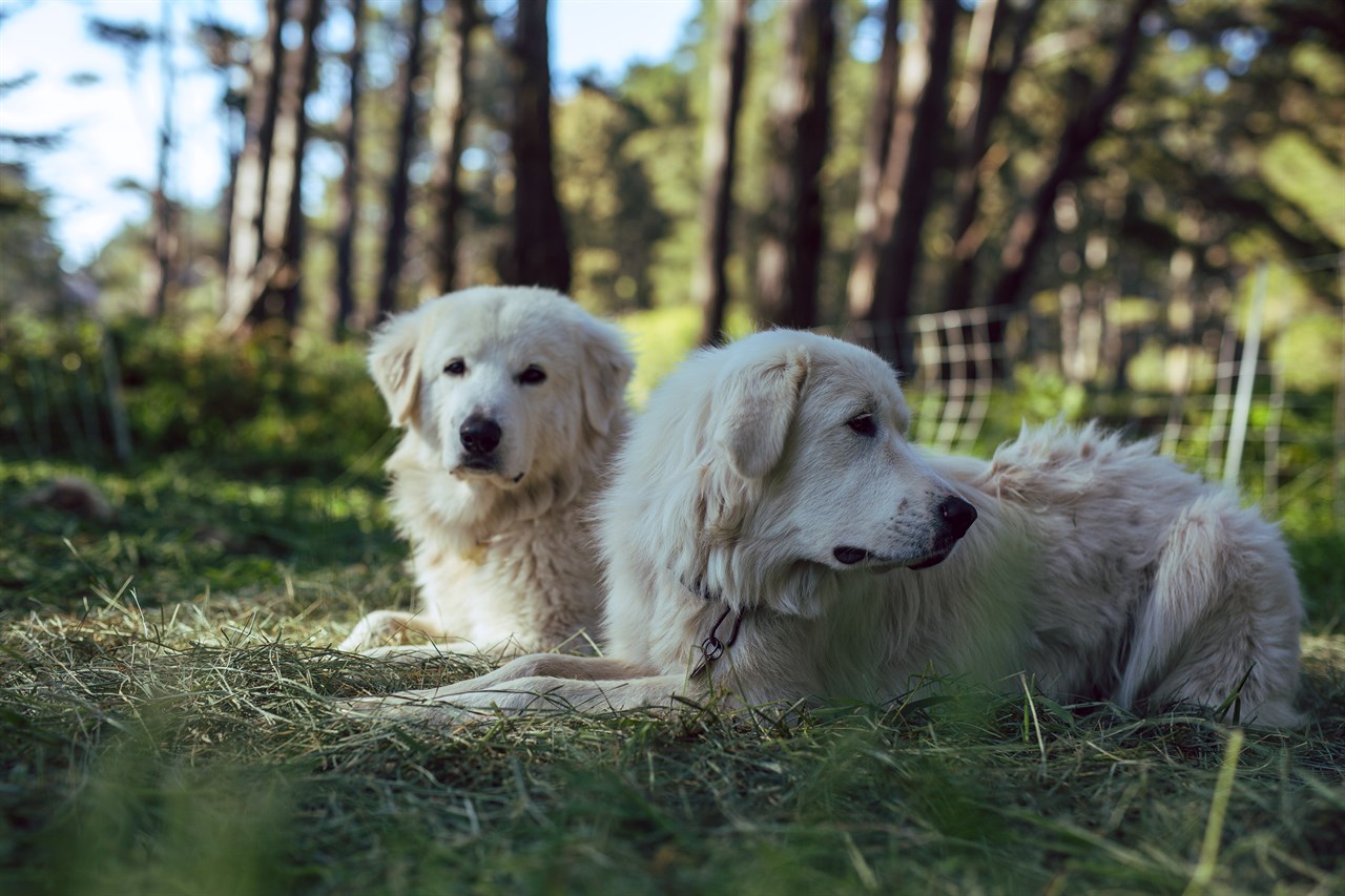 Two Pyrenean Mountain Dogs lying together in the woods