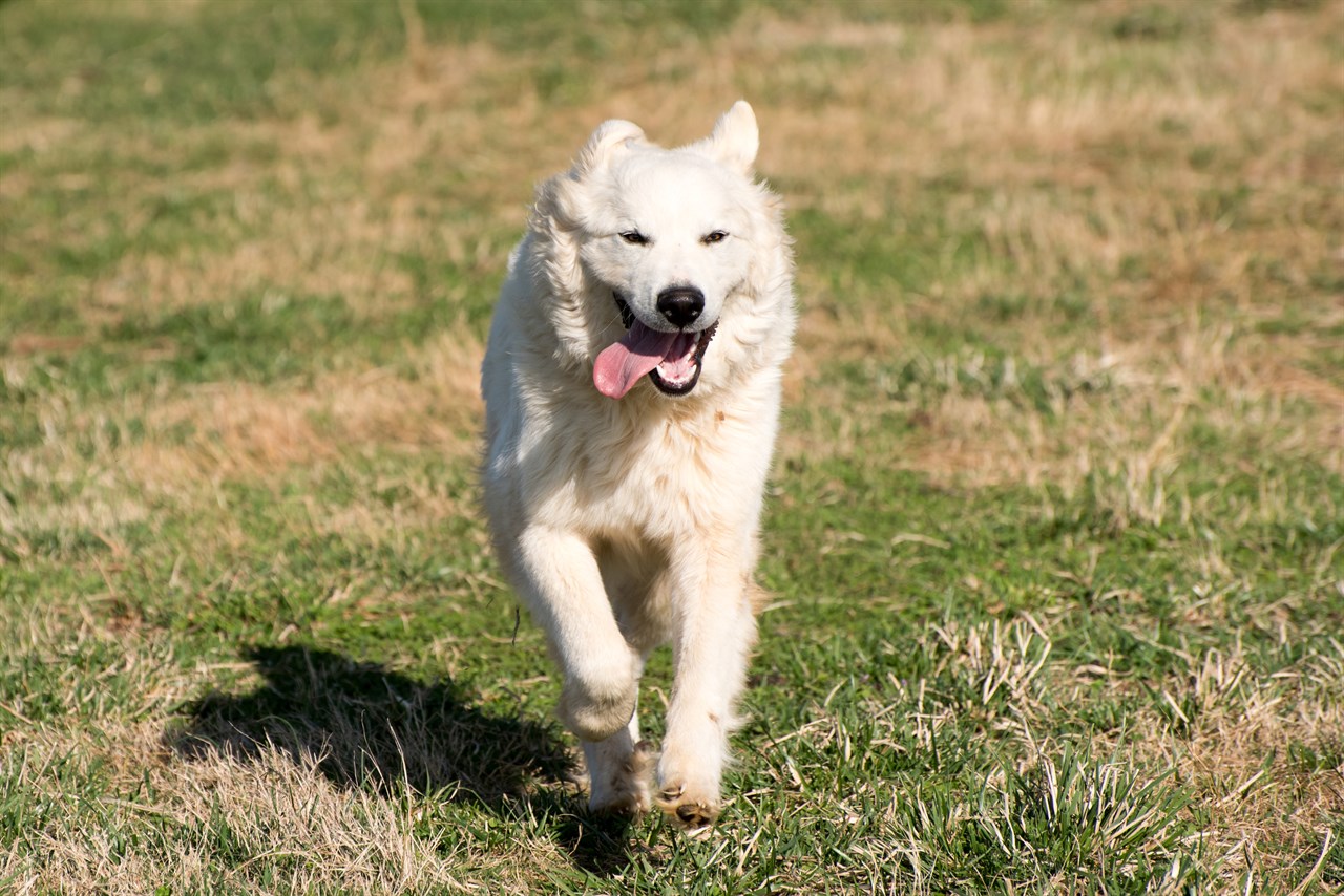 Playful Pyrenean Mountain Dog running on grass field on sunny day