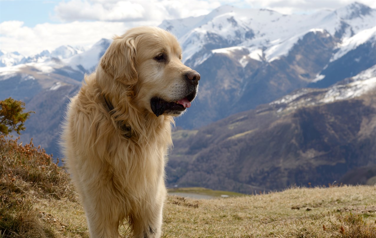 Pyrenean Mountain Dog standing with beautiful ice top mountain background