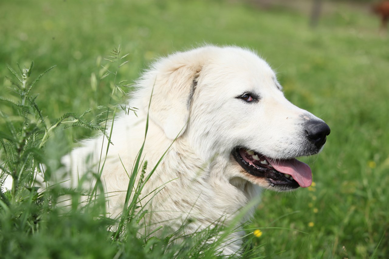 Close up view of white Pyrenean Mountain Dog face looking at camera