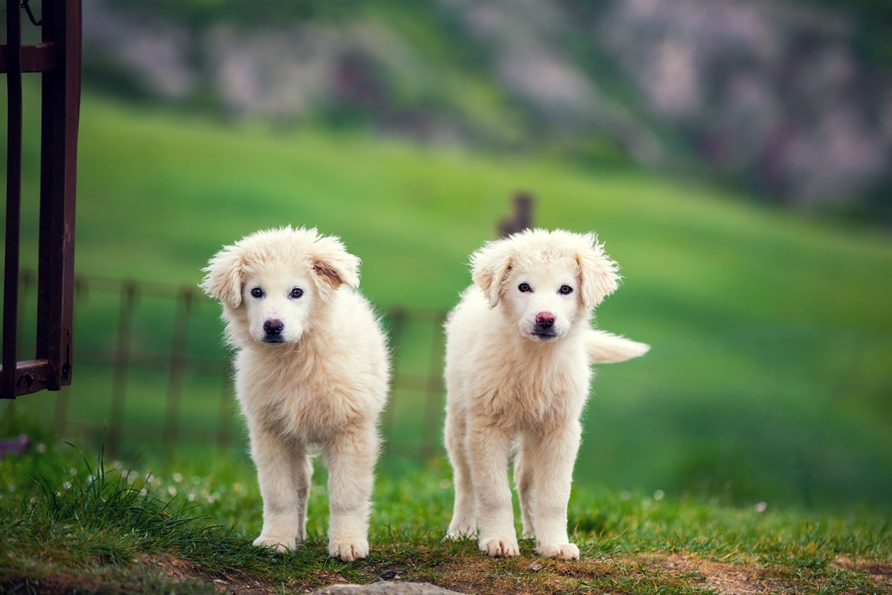 Two Pyrenean Mountain Dog Puppies surrounded by beautiful greenery