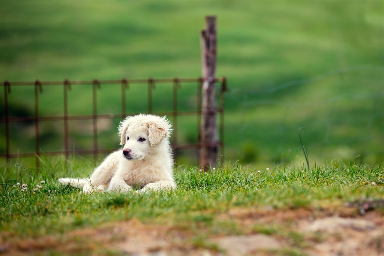 Pyrenean Mountain Dog Puppy lying on green grass