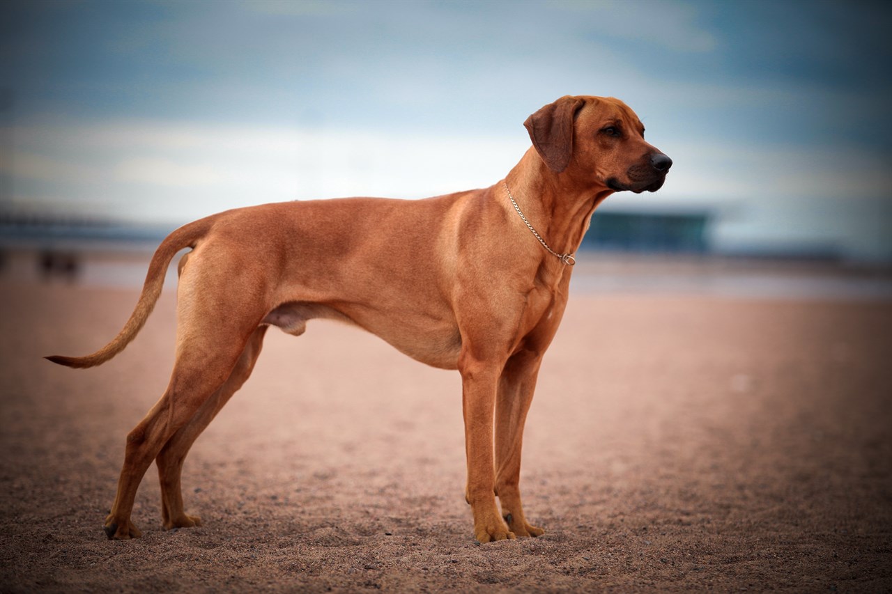 Side view of Rhodesian Ridgeback Dog standing on beach sand