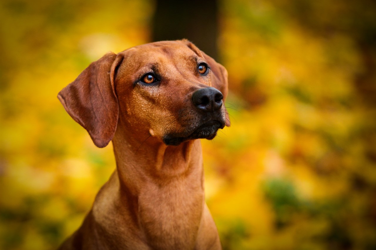 Close up view of Rhodesian Ridgeback Dog looking curious